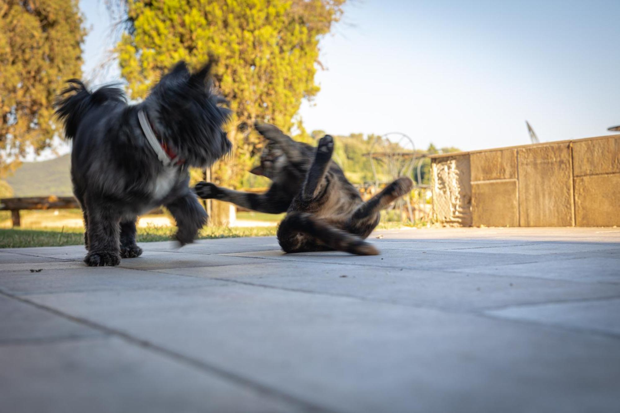Agriturismo San Carlo ポマランチェ エクステリア 写真